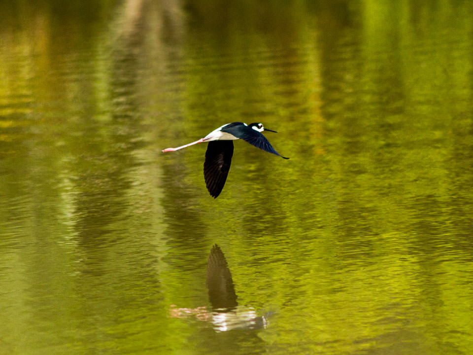 Bird sighting in Marayal and boat riding in the Meta River